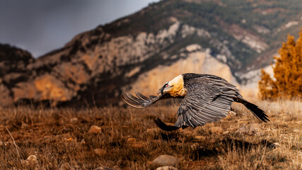 el quebrantahuesos en su habita natural