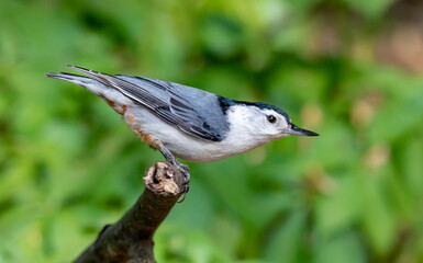 White-breasted Nuthatch