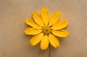 Yellow cosmos flower head and a stem on a light brown background, floral wallpaper, top view
