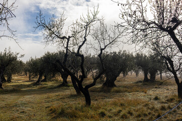 tree in the morning,olives Alquezar