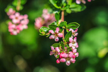 Escallonia is an evergreen, flowering shrub, commonly used as a hedging plant in the UK, commonly known as 'Redclaws'.
