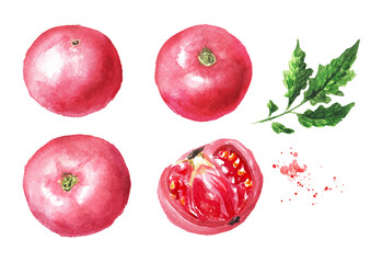Pink tomatoes set. Hand drawn watercolor illustration, isolated on white background 