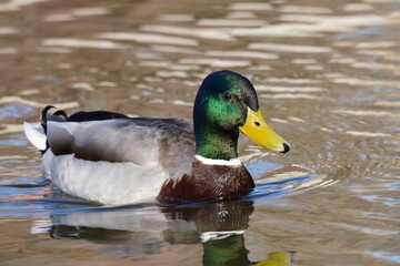 colvert qui a l'air heureux et paisible