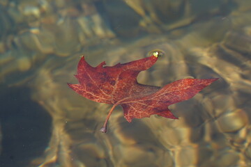 feuille morte de platane voguant au fil de l'eau