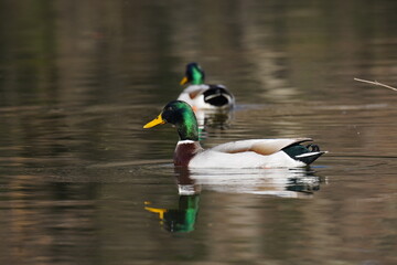 reflet d'un colvert glissant sur l'eau