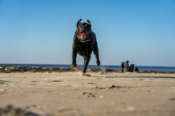 Happy black Labrador enjoys the approaching spring by the sea. The image radiates warmth and joy as...
