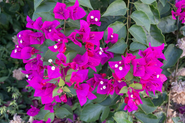 Bougainvillea Glabra Plant, Beautiful Flowers