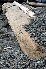 Wood on the beach - Victoria - British Columbia - Canada