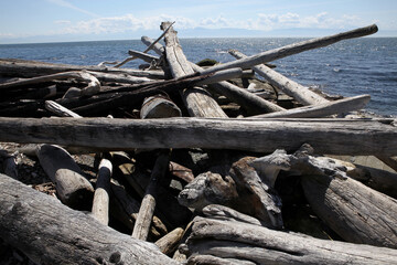 Wood on the beach - Victoria - British Columbia - Canada