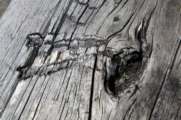 Wood on the beach - Victoria - British Columbia - Canada