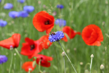 Biene auf Kornblume mit Mohn im Hintergrund - Centaurea cyanus