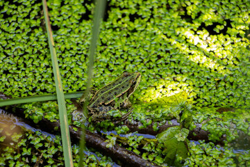 Teichfrosch am Teichrand - Pelophylax esculentus