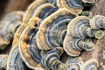 Baumpilz Nahaufnahme warmes braun blau