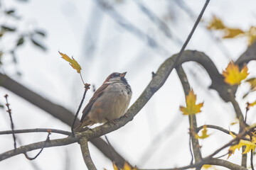 Small gray sparrow sitting on small branch of high and old tree at cloudy day