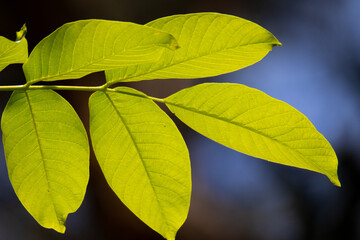 Blätter im Licht grün - Walnussbaum