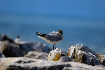 Lachmöwe auf Stein im Wind - Chroicocephalus ridibundus