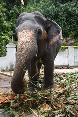 Fototapeta premium An elephant who arrives to participate in Kandy Esala Perahera at Temple of the Tooth (Sri Dalada Maligawa), Kandy, Sri Lanka.