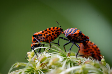 Streifenwanze Paar händchenhaltend - Graphosoma italicum