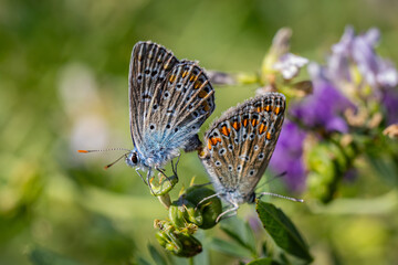 Bläulinge Paar auf Pflanze - Lycaenidae
