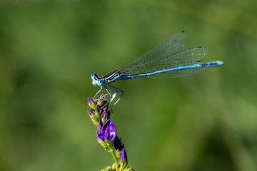 Grosse Pechlibelle auf Pflanze - Ischnura elegans