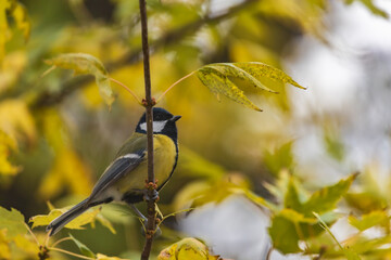 Small and colorful great tit bird with yellow black and white feathers sitting on small branch of high and old tree at cloudy day