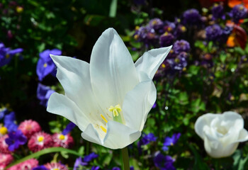 Weiß blühende Tulpe im Frühlingsgarten 