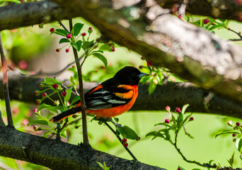 Baltimore oriole (Icterus galbula) perched in a tree.