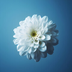 Beautiful Flower Background
