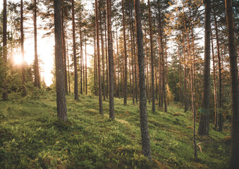 Forest scene in Sweden