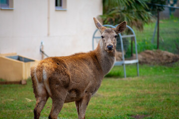 Red doe deer, Cervus elaphus, , Greece. Wild male mammal  waiting to be photographed.