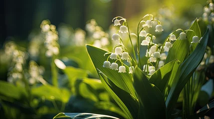 Foto op Canvas Lilies of the valley in morning sun in the forest sunlight © neirfy