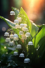 Wandaufkleber Lilies of the valley in morning sun in the forest sunlight © neirfy