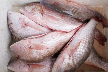 Lutjanus purpureus, the southern red snapper or Caribbean red snapper, is a species of marine ray-finned fish, a snapper belonging to the family Lutjanidae. Fortaleza – Ceará, Brazil.