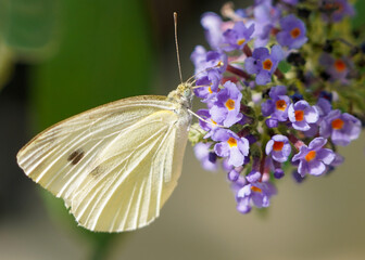 moth on flower