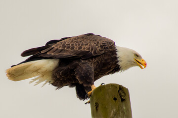Bald Eagle on perch