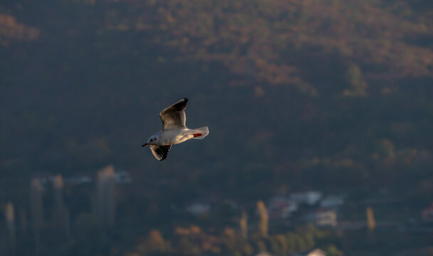 gulls fly over lake Ohrid