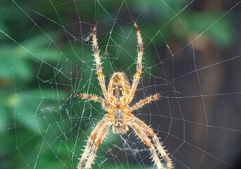 Spider On The Web macro