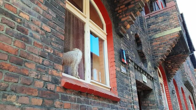 Dog is standing on the windowsill. Funny shaggy white dog stands at the open window of a house and looks out onto street. Daily life in an old suburb with brick houses.