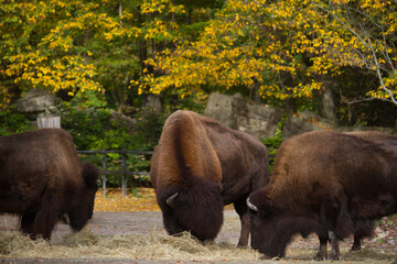 Bison group eating grass, animal herd