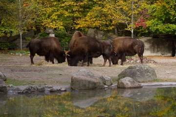 Herd of bisons eating by the water, group of animals