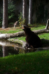 Bear roaring and sitting by the water