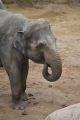 Elephant portrait, trunk in the mouth