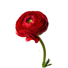 Red color buttercup isolated on transparent background.