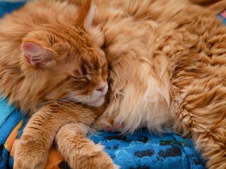 A cute ginger Maine coon cat sleeping on a blue blanket.