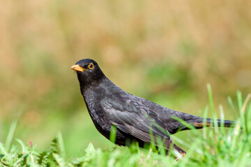 common blackbird on a sunny day close-up