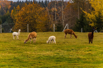 Small green glade with few llamas and alpacas walking and eating at cloudy afternoon