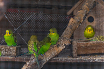 Beautiful big herd of small and colorful parrots sitting on wooden branches inside big cage at small farm