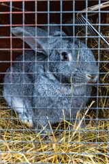 Beautiful small rabbit sitting inside small cage at small farm