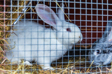Beautiful small rabbit sitting inside small cage at small farm