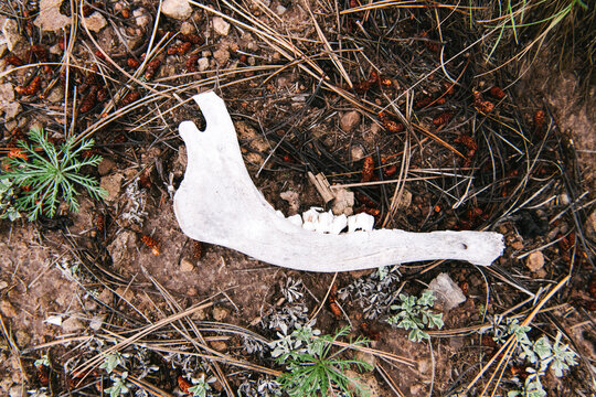 An elk jawbone in the Valles Caldera National Preserve, New Mexico